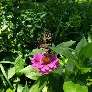 Meet your Posher, Jo